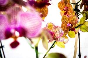 How_to_Care_for_Orchids